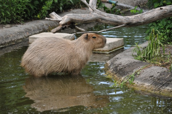 Capybara at the Toronto Zoo