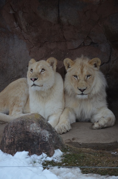 Toronto Zoo white lions are able to be on display even in the middle February due to installing heated areas of the exhibit disguised as the base of a rock formation.